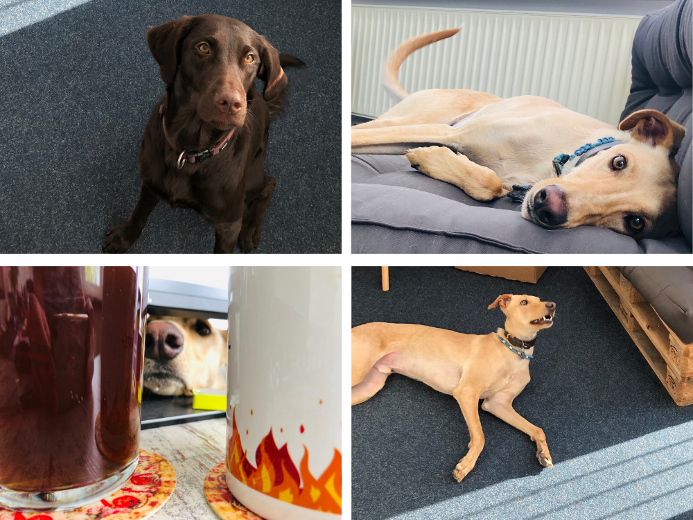 Bürohunde von Schamotte-Shop.de