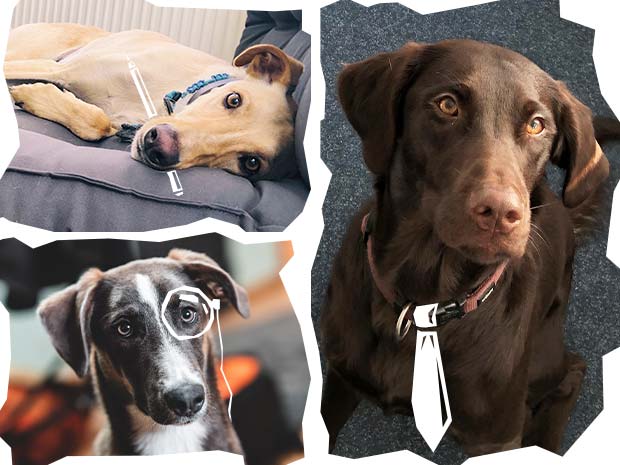 Bürohunde von Schamotte-Shop.de