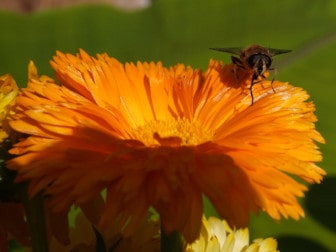 Bienen auf dem Firmengelände