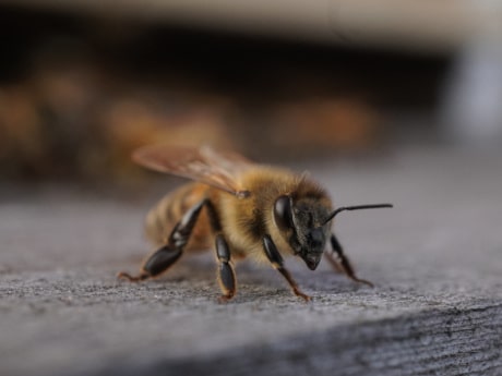 Bienen auf dem Firmengelände