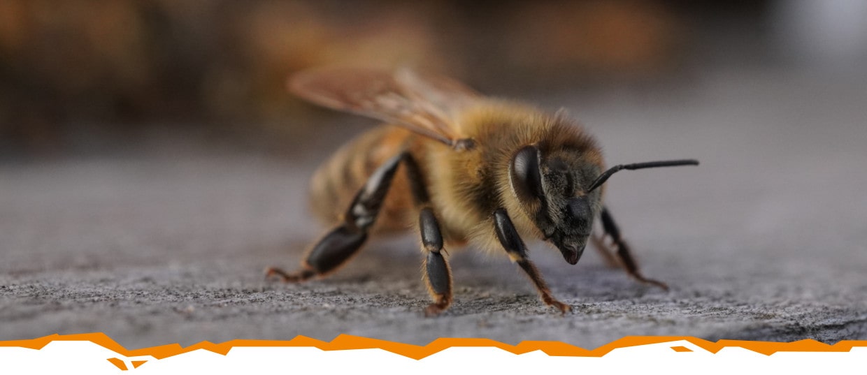 Warum wir Bienen auf dem Firmengelände halten