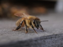 Bienen auf dem Firmengelände
