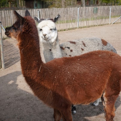 Regionales Engagement im Tierpark Weeze