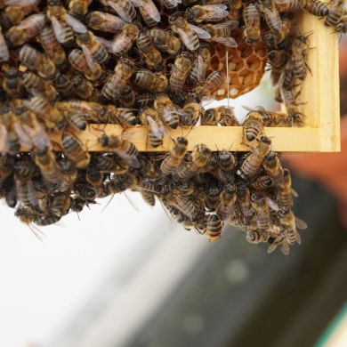 Nützlichkeit der Bienen