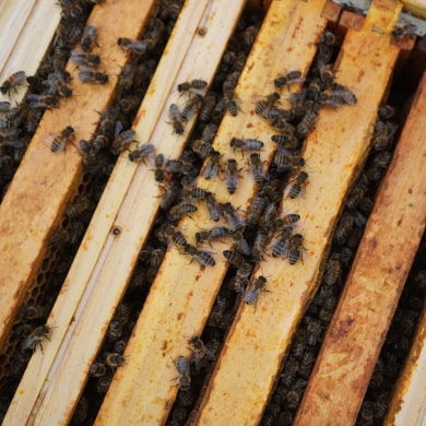 Nützlichkeit der Bienen