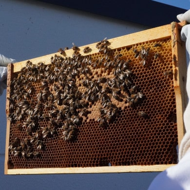 Nützlichkeit der Bienen