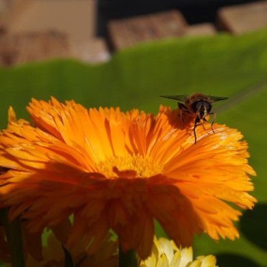 Bienenfreundliche Pflanzen