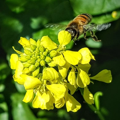 Bienenfreundliche Pflanzen