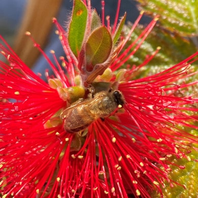 Bienenfreundliche Pflanzen