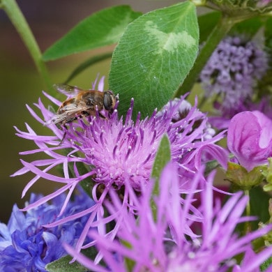 Bienenfreundliche Pflanzen